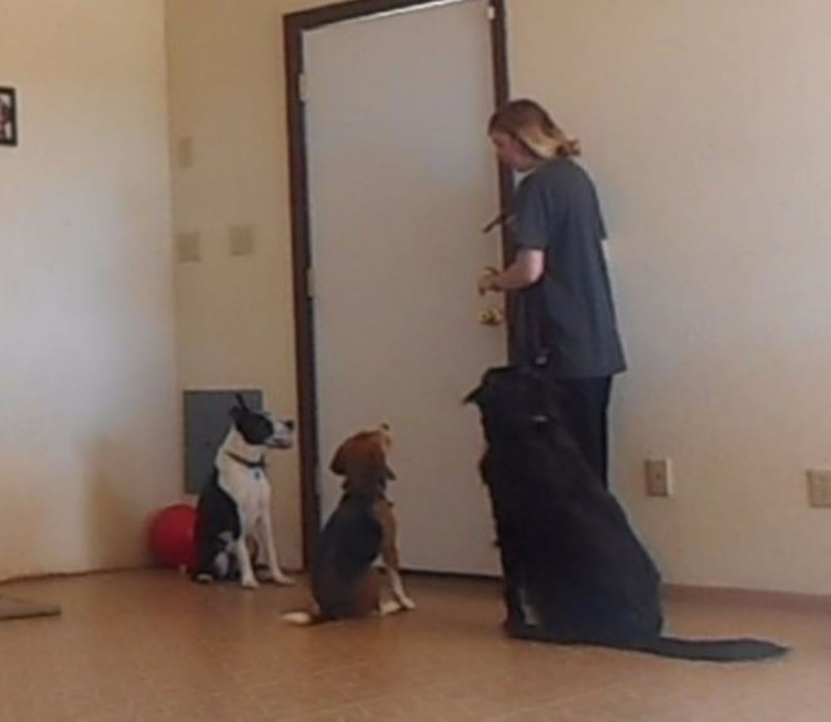 Example of behavior chain in training polite behavior at door: touching the door knob and your dogs sitting before going out the door.