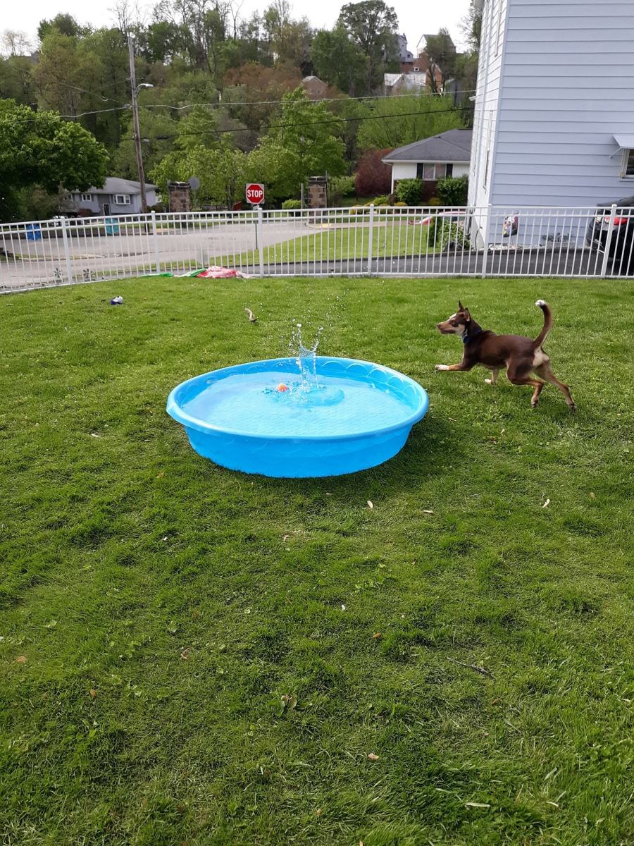 A kiddie pool is a great way for your dog to have some fun in the sun.