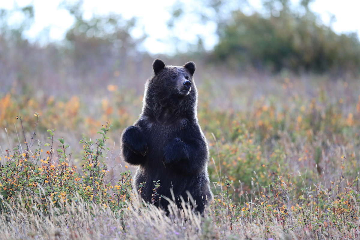 Video of Hikers Trying to 'Outrun' a Bear at Glacier National Park Has