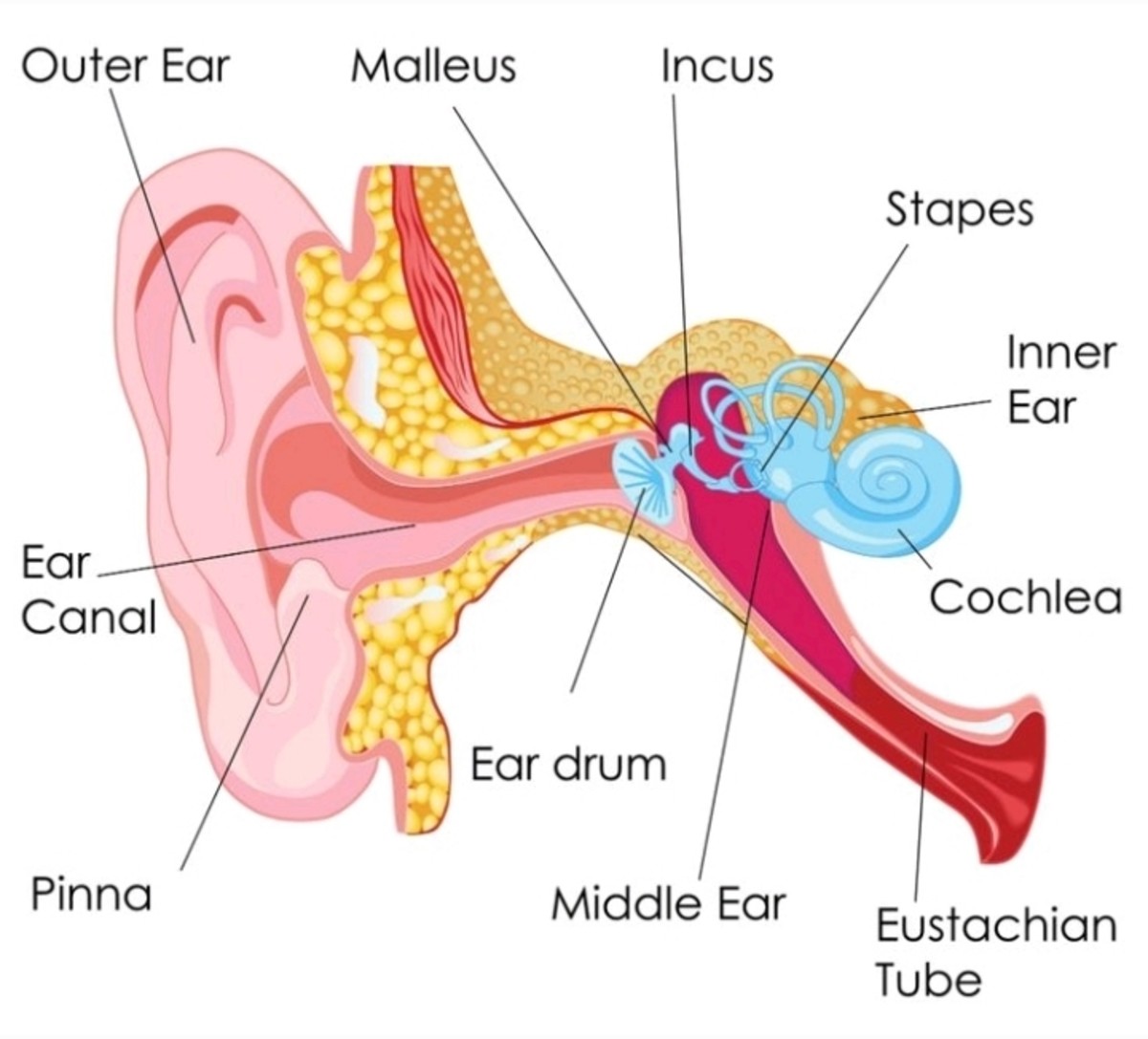Anatomy of the human ear