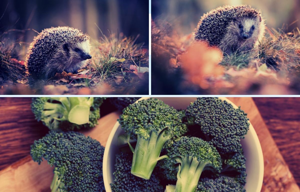 Can Hedgehogs Eat Broccoli?