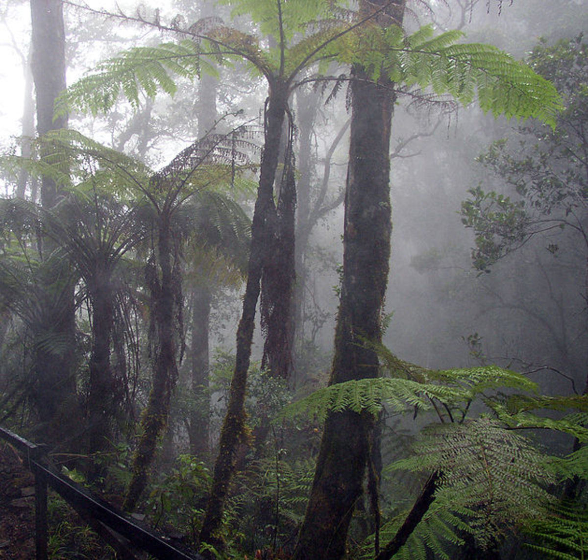 Tropical forests have high humidity