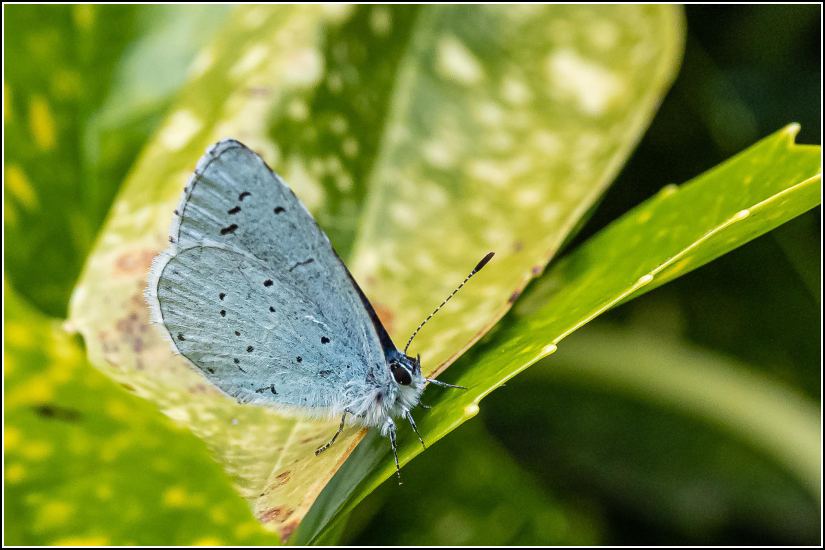 The Holly Blue Butterfly loves eating Holly leaves.