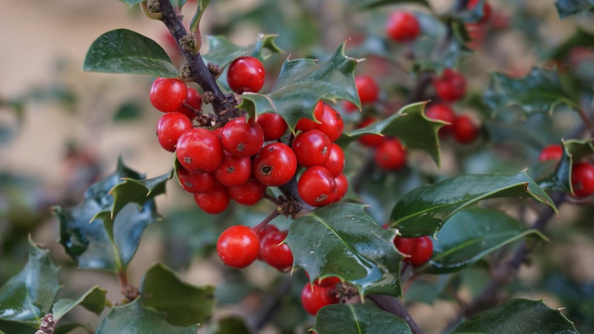 Holly is an Evergreen and a symbol of Immortality.