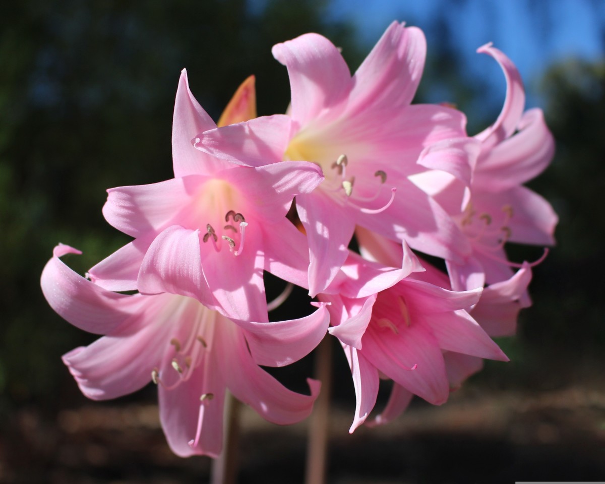 Perennial lily bulbs