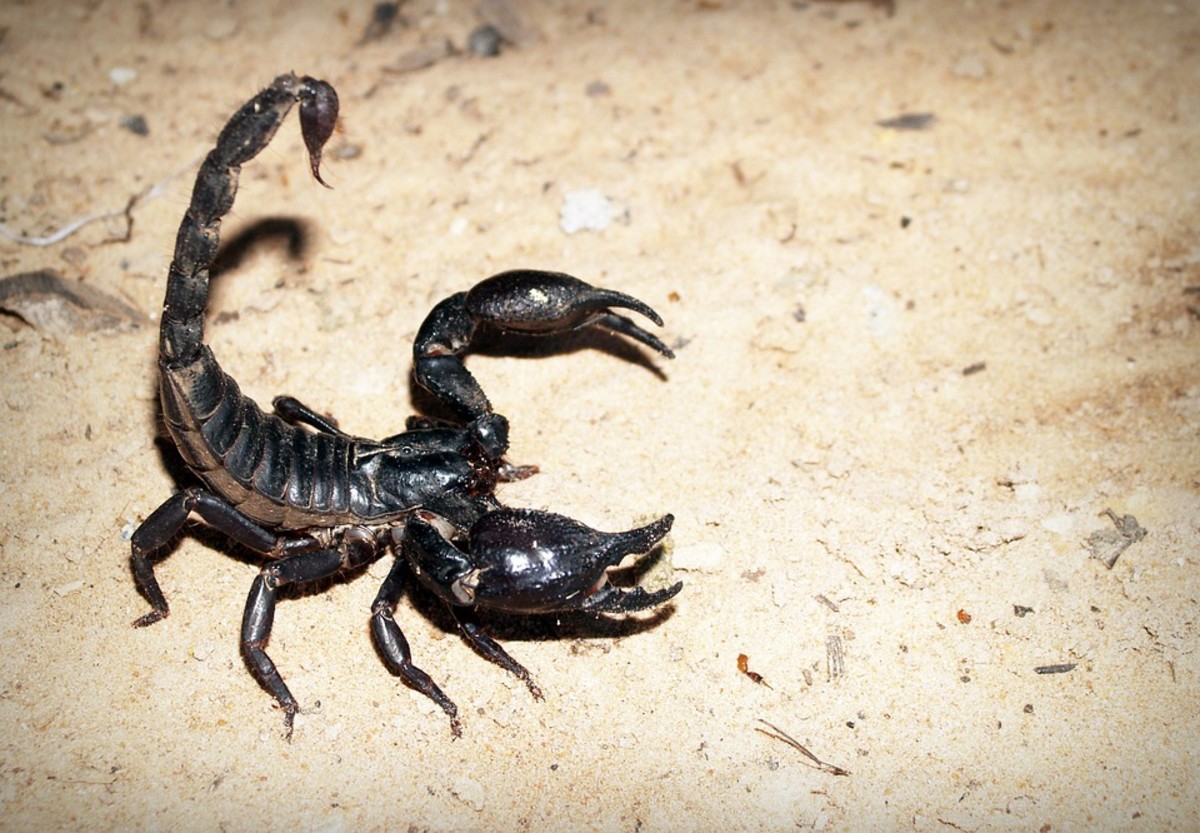 It turns out scorpions can happily mate even though seriously plugged up digestively.