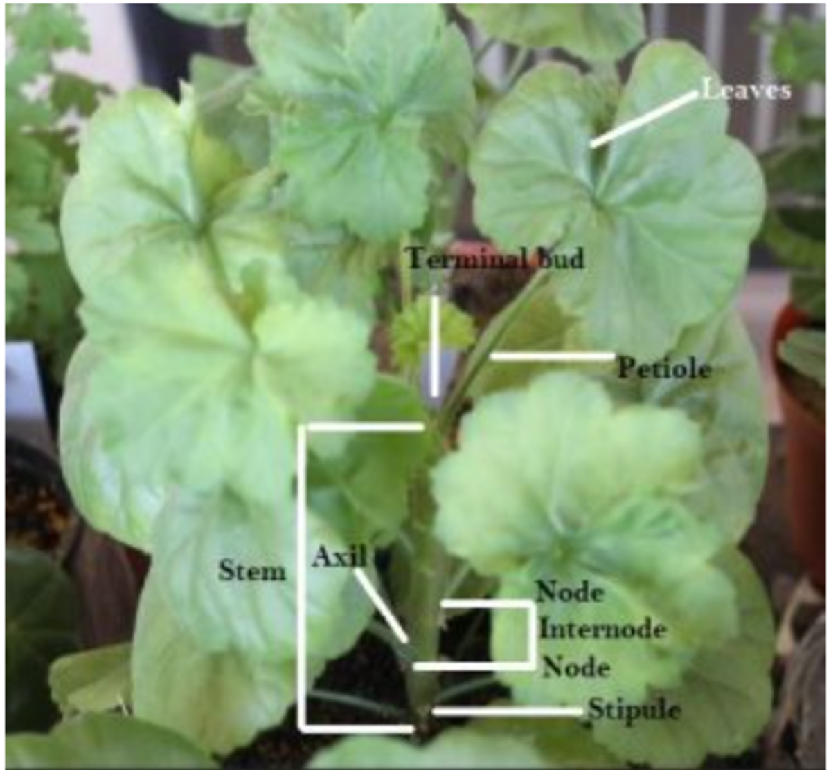 geranium-pelargonium-anatomy-and-plant-parts