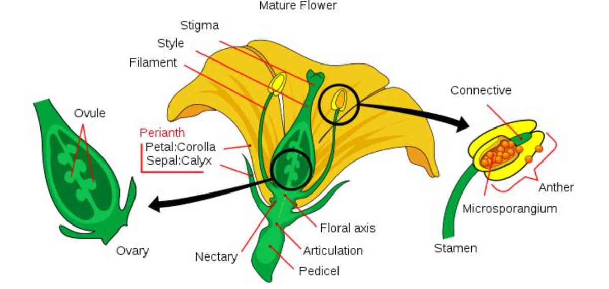 geranium-pelargonium-anatomy-and-plant-parts