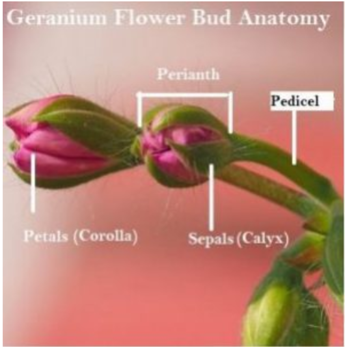 Flower bud anatomy