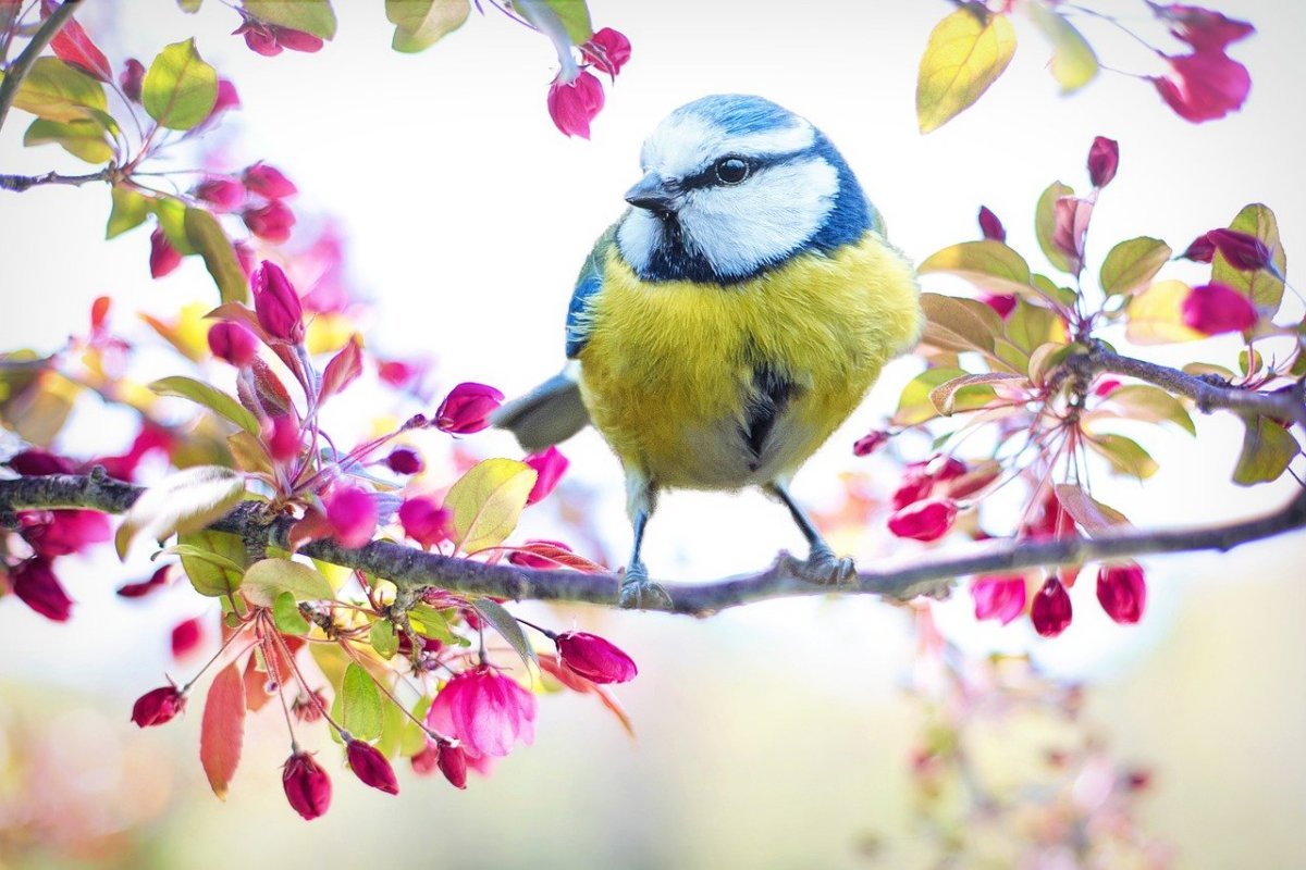 Songbird in spring: Image by Jill Wellington from Pixabay