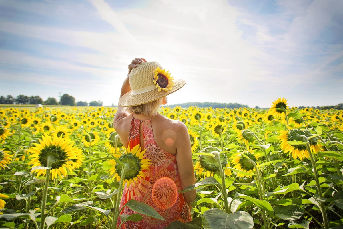 Sunflowers in summer: Image by Jill Wellington from Pixabay