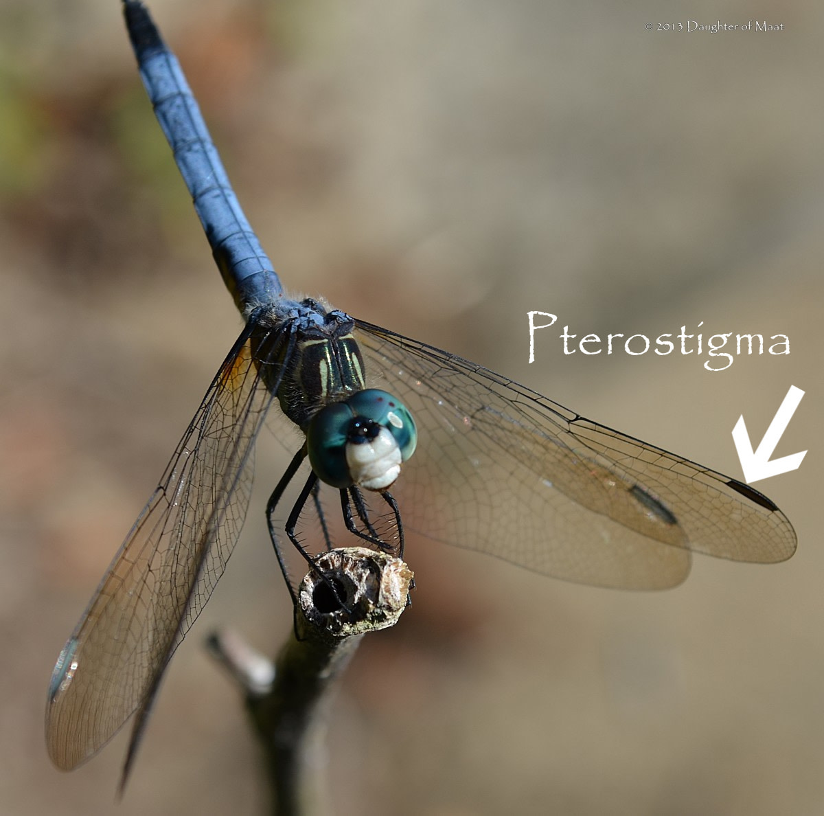 This male blue dasher (Pachydiplax longipennis) is in an obelisk position (called obelisking). Dragonflies use this position during the hottest parts of the day to prevent becoming overheated.