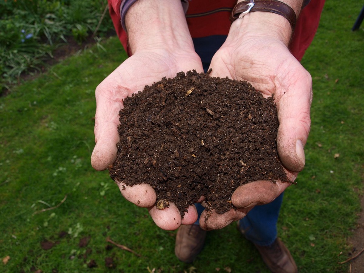 why-compost-is-important-for-your-garden