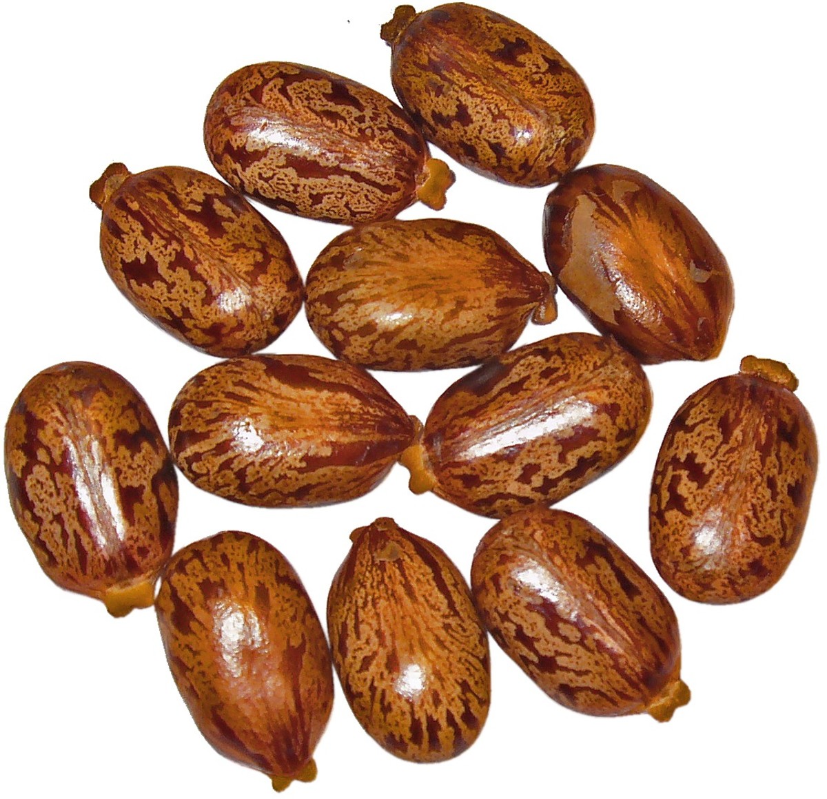 Chemical Warfare - What Is Ricin? - HubPages