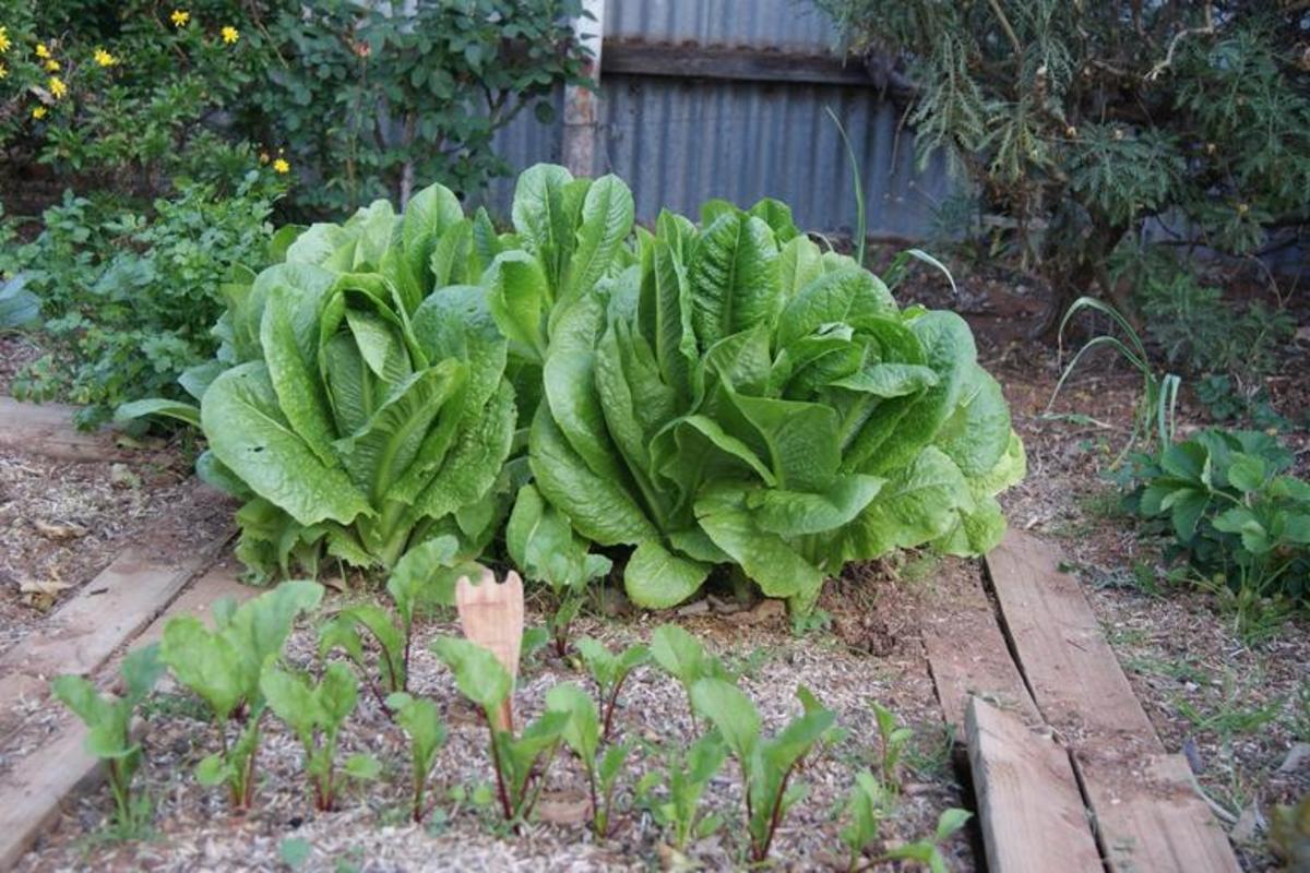 Some varieties of lettuce can grow quite large. Lettuce will continue to thrive throughout the winter season.