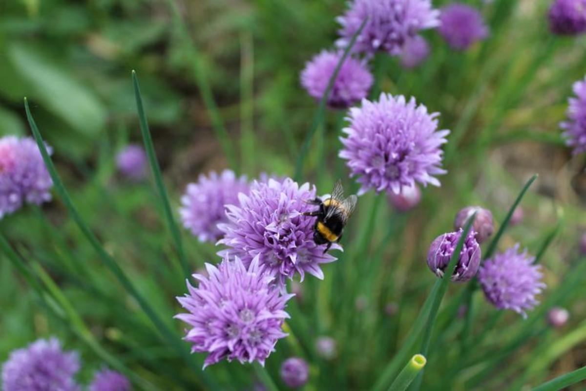 Chives are a tasty alternative to onions!