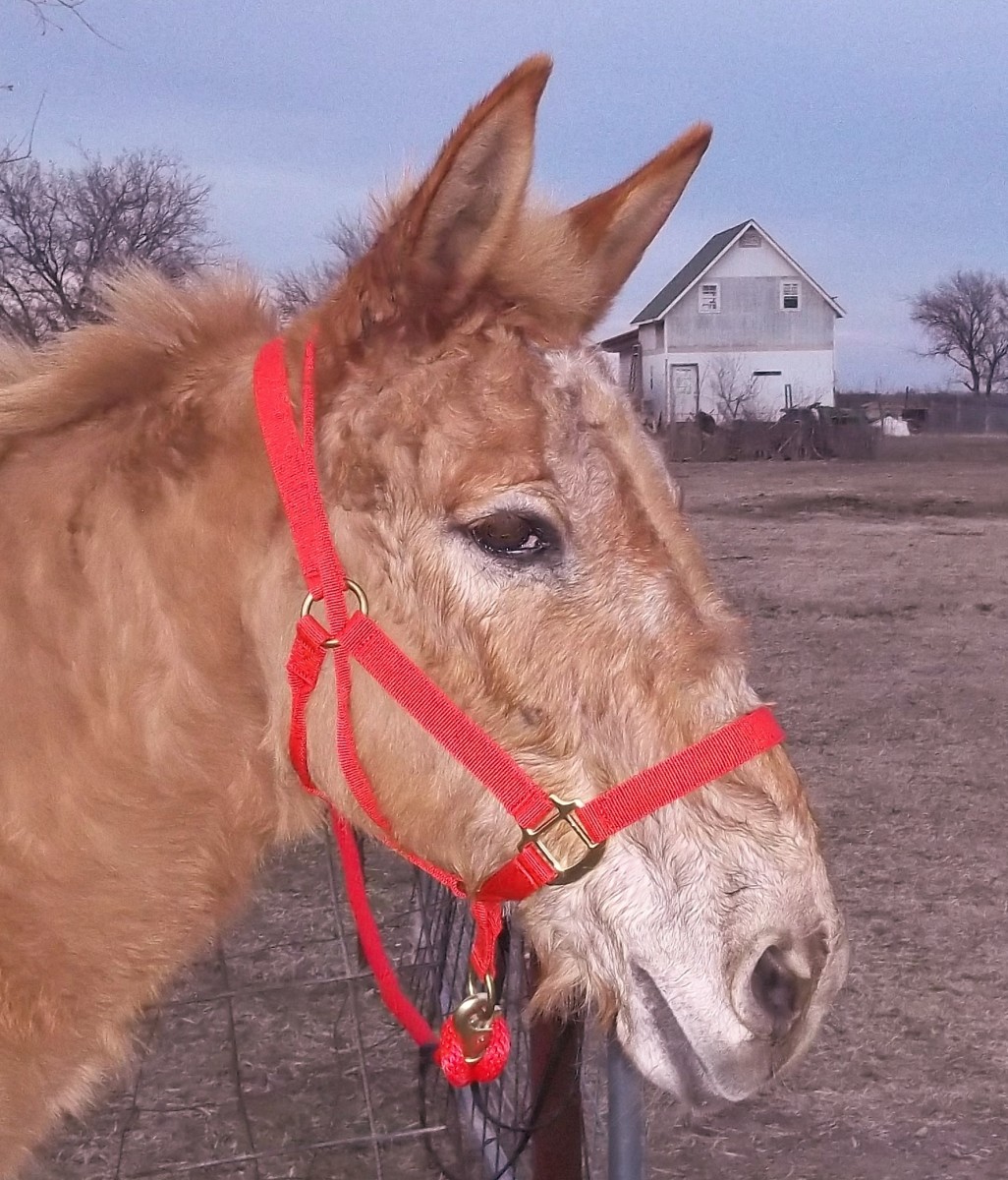 Rojo's new halter has an extra loop that attaches to the lead rope and goes over the head to encourage him to come along.