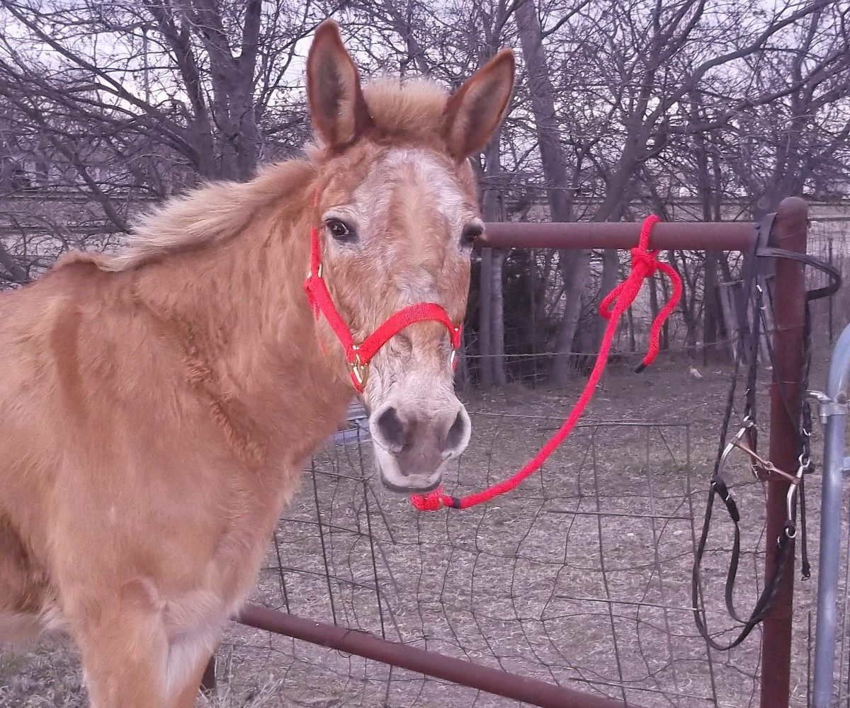 Here is Rojo wearing his new red halter and lead rope.