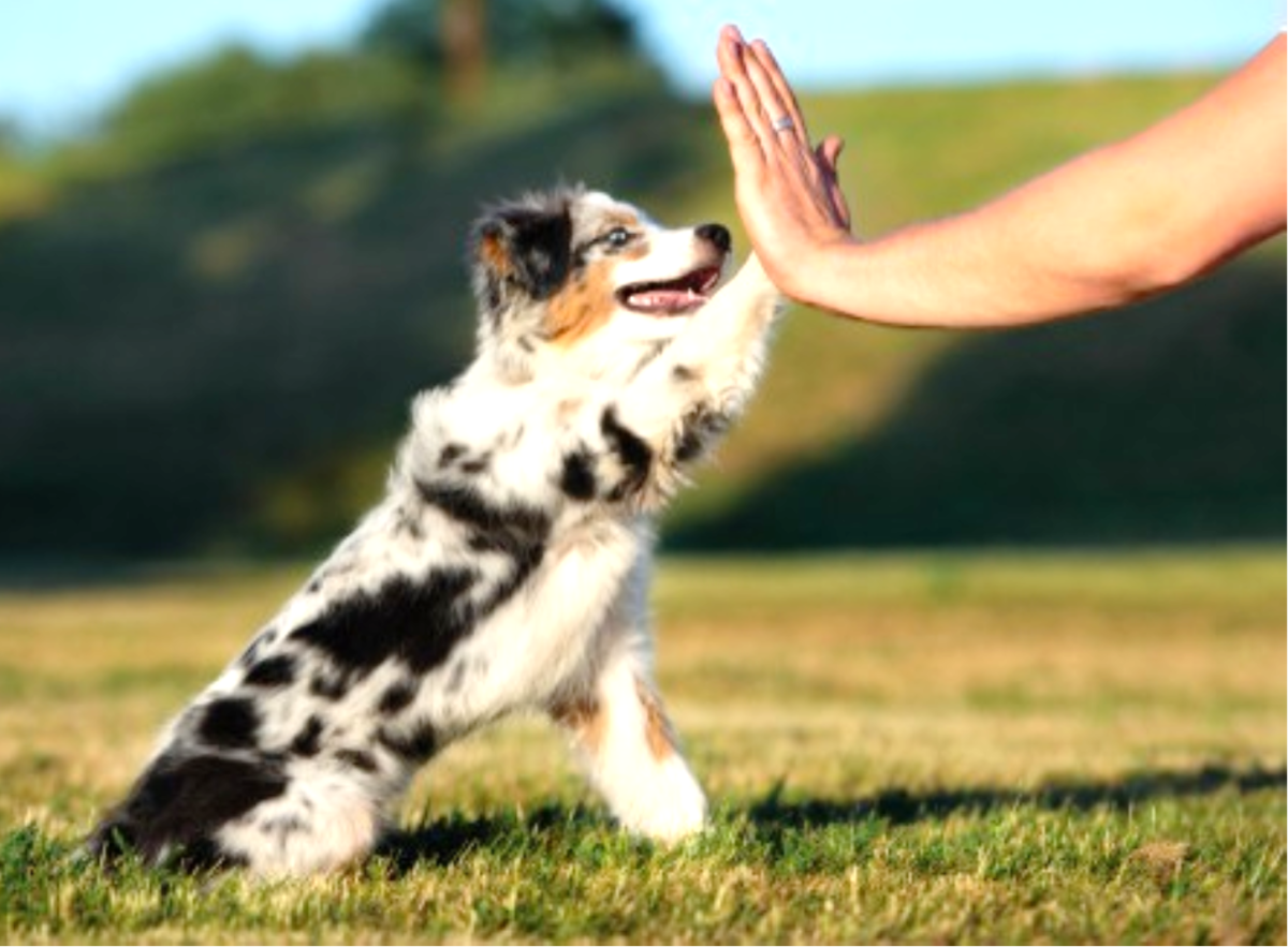 15 Best Guard Dogs for First Time Owners HubPages