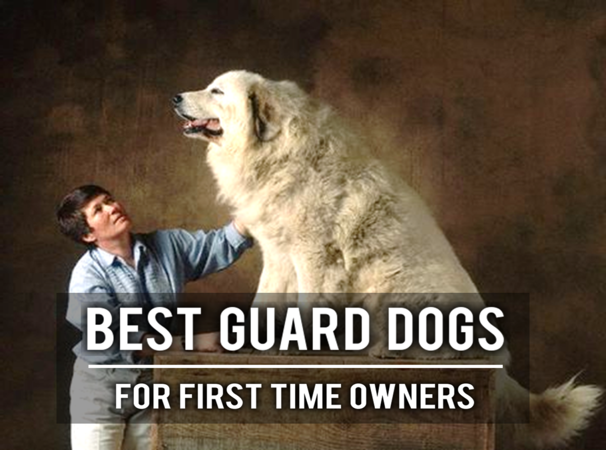 15 Best Guard Dogs for First Time Owners