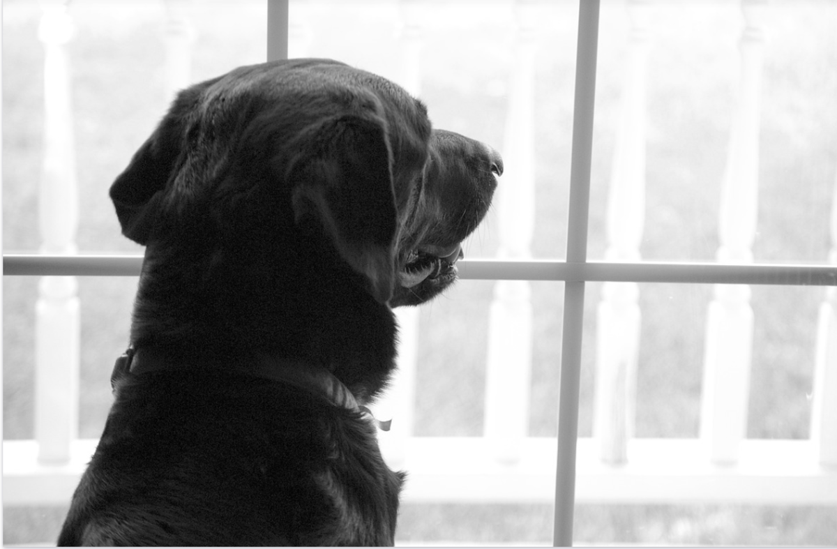 Barking can be a sign of a separation-related disorder