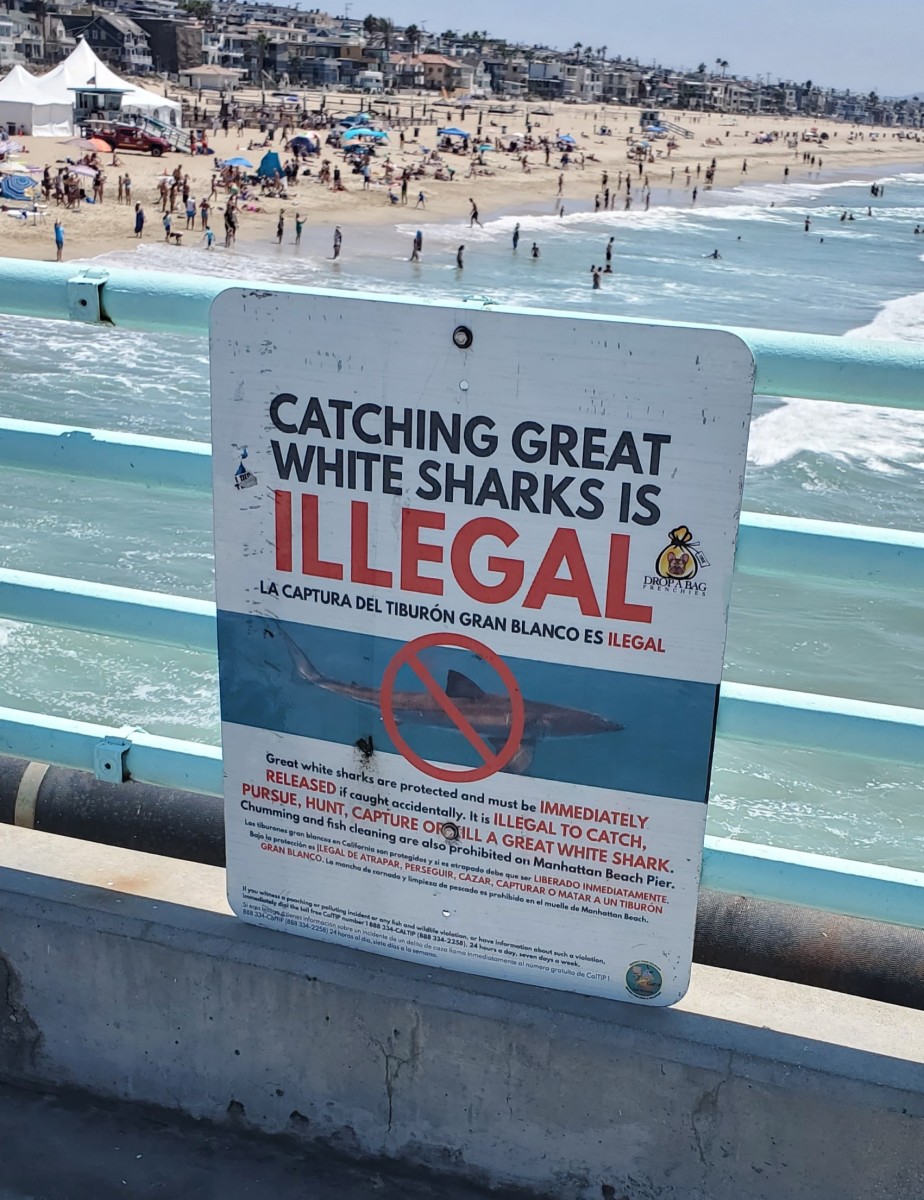 One sign of many warning about shark fishing on Manhattan Beach