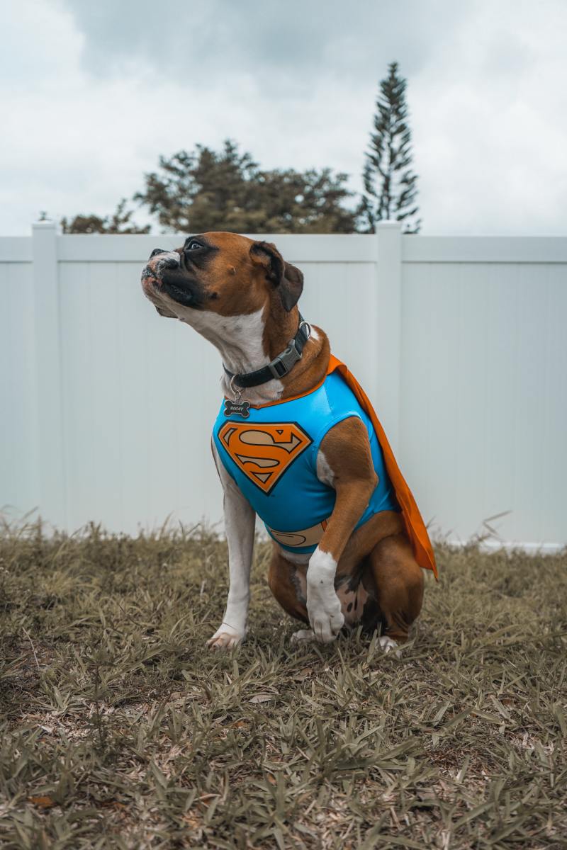 Therapy pets are superheroes.