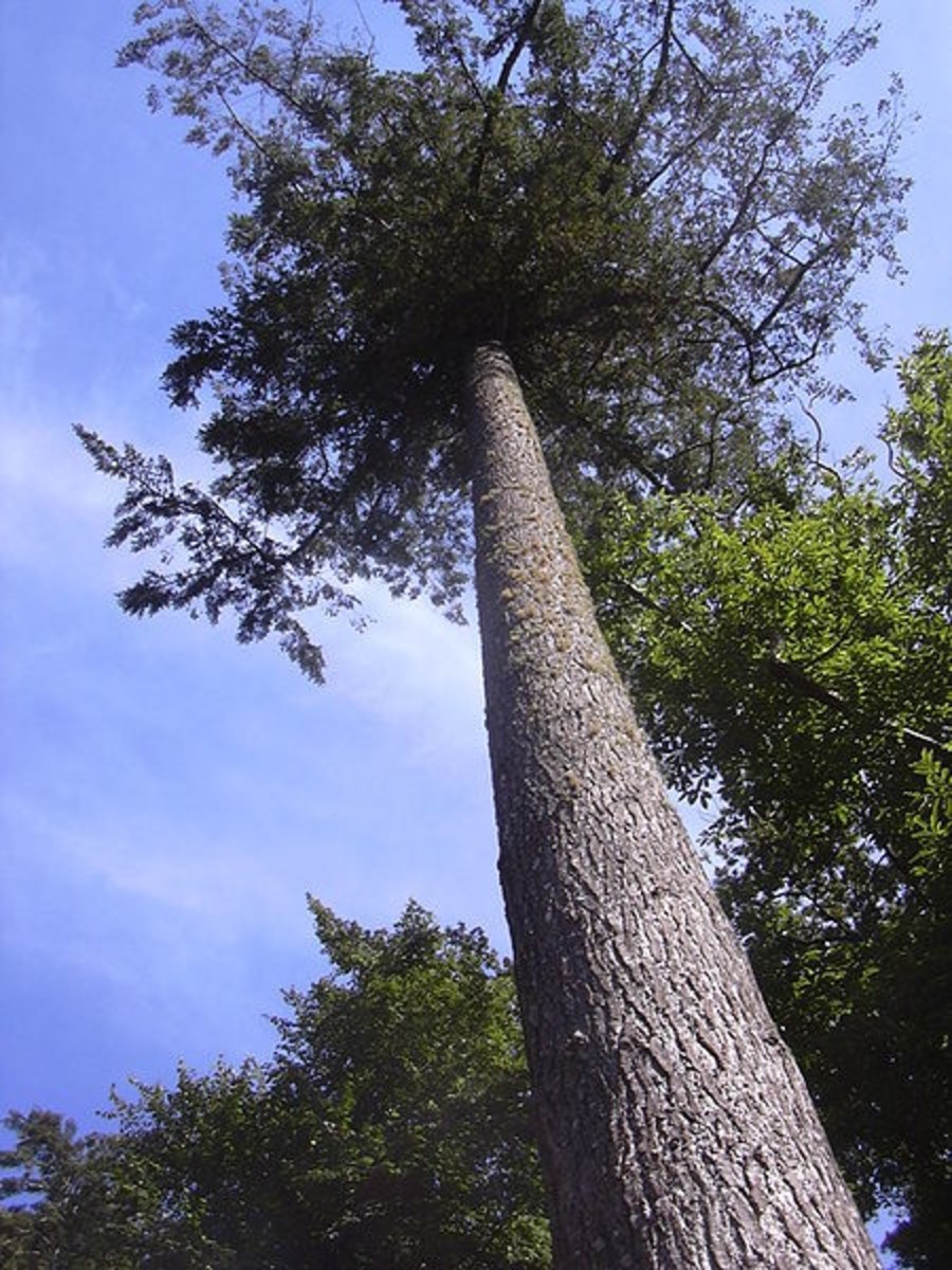 Fir Trees and Mountain Peaks - Two Ninette Poems