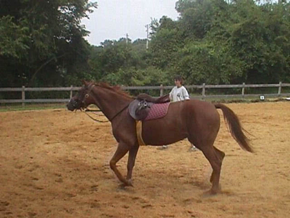 My Zelda was a project horse she was not broke to ride when I got her. I broke her with the help of my trainer at the time. 