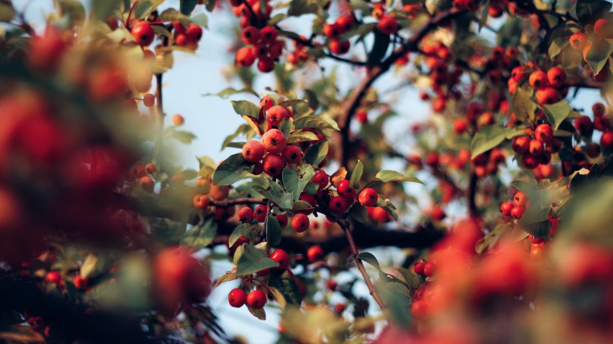 Rosehips are a perfect ingredient if your skin becomes more dehydrated due to climatic changes, hormonal changes, or medication.