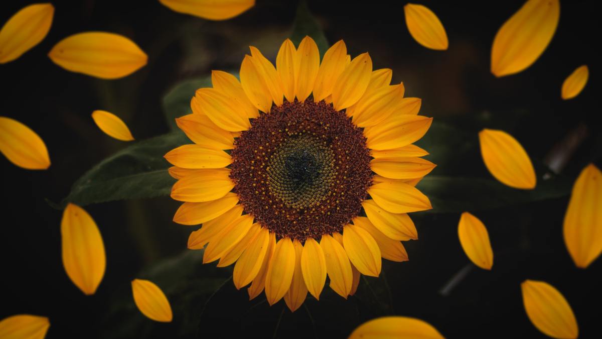 Sunflower is a healthy and skin-loving oil that will never go to waste in your cupboard.