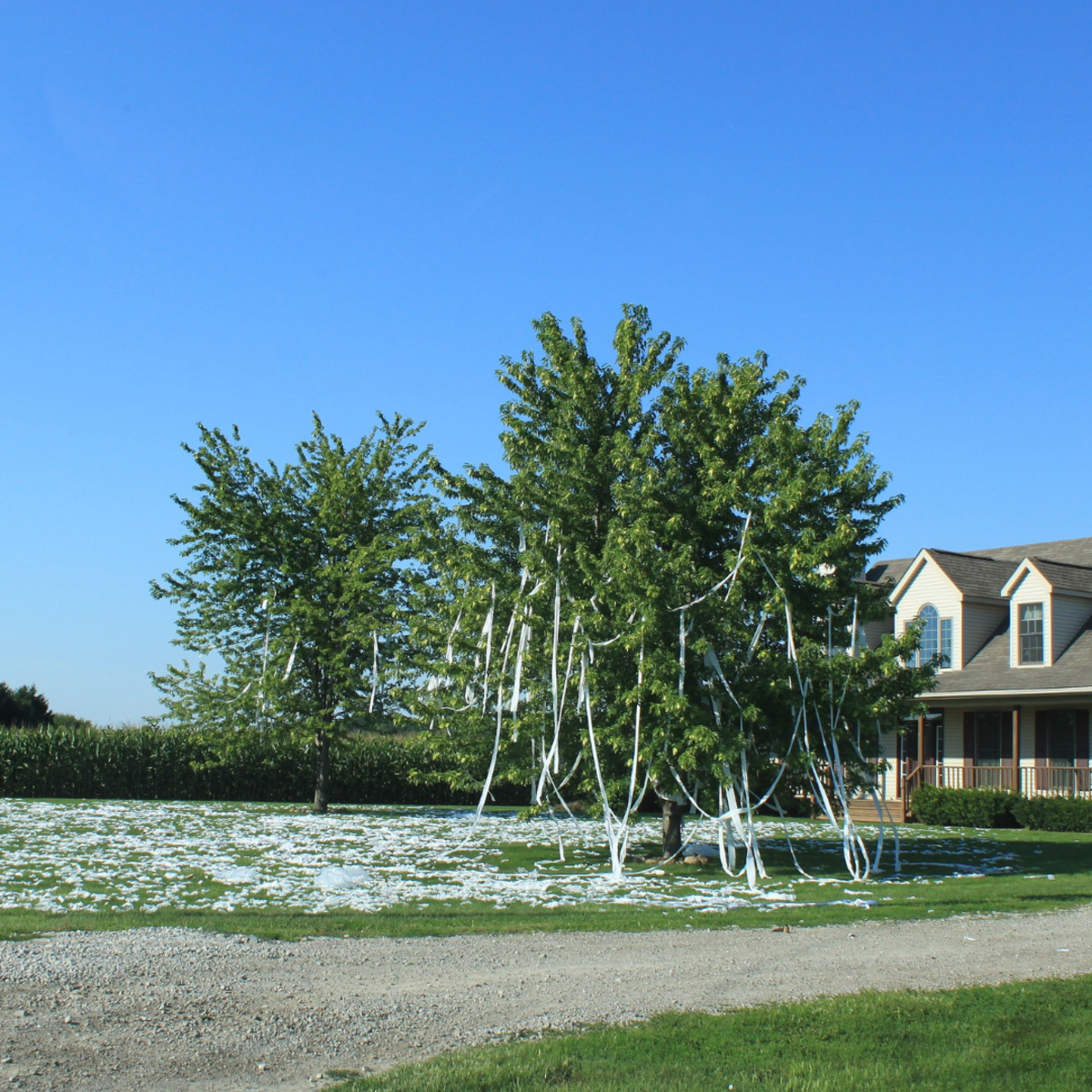 Toilet-papered trees and lawn in Deerfield, Michigan. Toilet papering is a popular American adolescent prank that is often performed on Halloween and April Fool's Day.