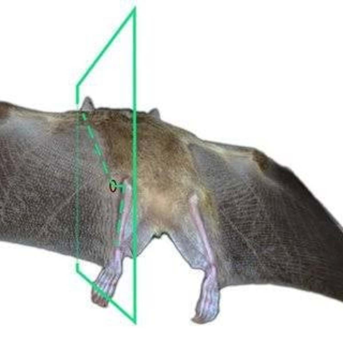 why-do-bats-sleep-hanging-upside-down