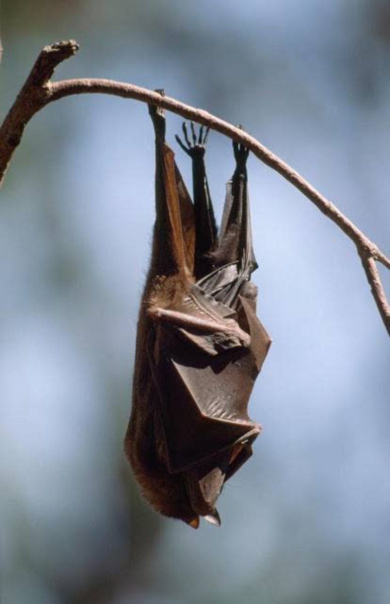 why-do-bats-sleep-hanging-upside-down