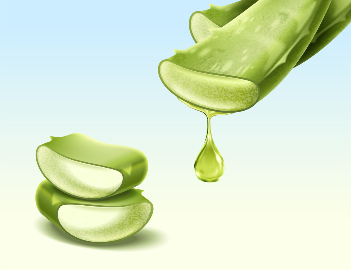 Psoriasis plaques and eczema can be alleviated by aloe vera, and the plant may also hasten the recovery of rashes caused by dry skin and irritation.