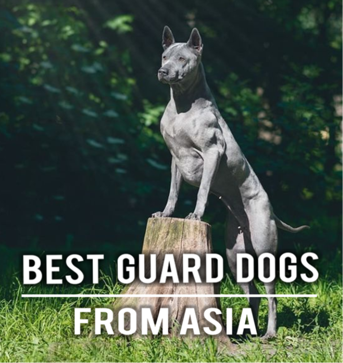 Best Guard Dogs From Asian Countries