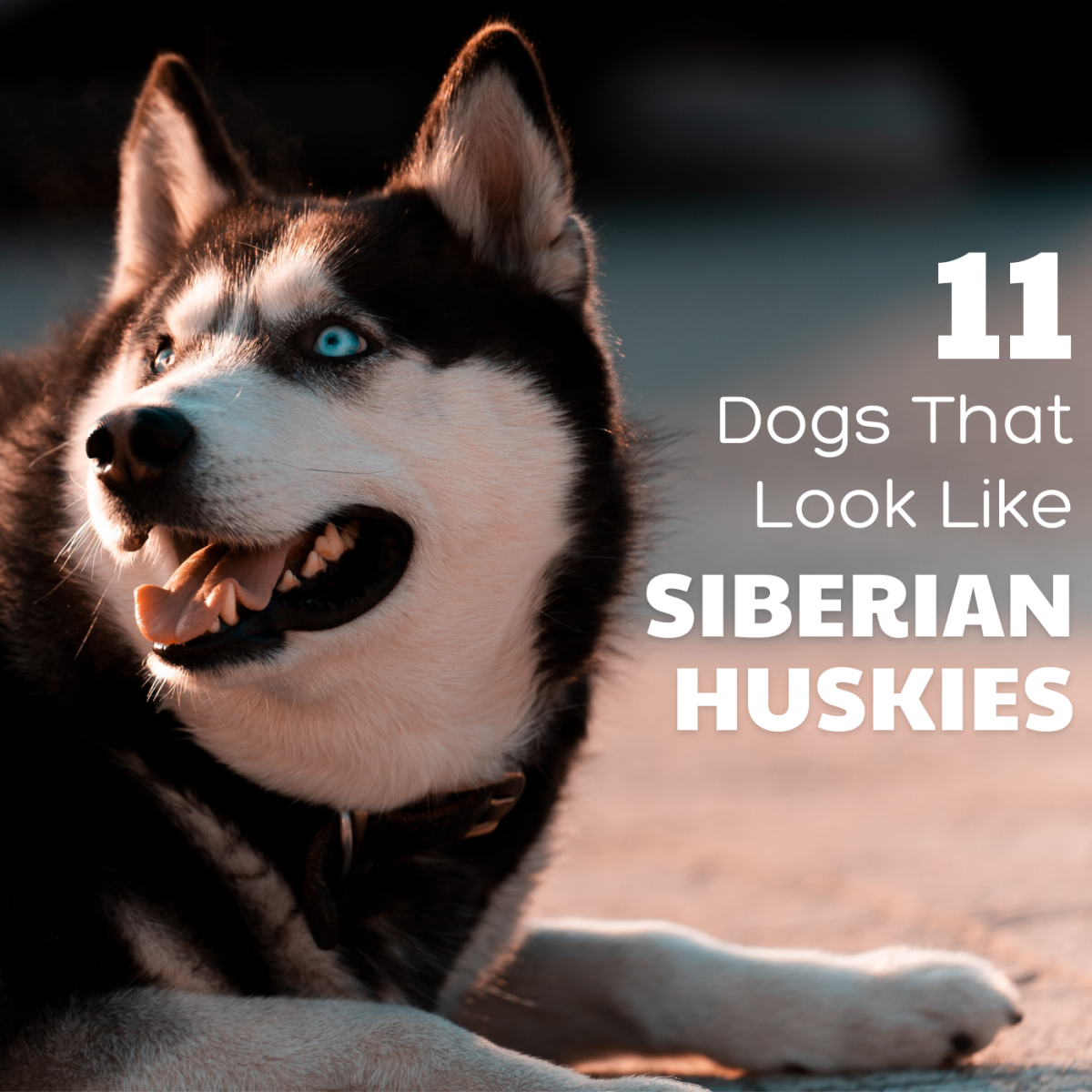 Are you searching for a dog breed that looks like a Siberian Husky—but isn't a Husky? Discover 11 gorgeous Husky-like breeds!