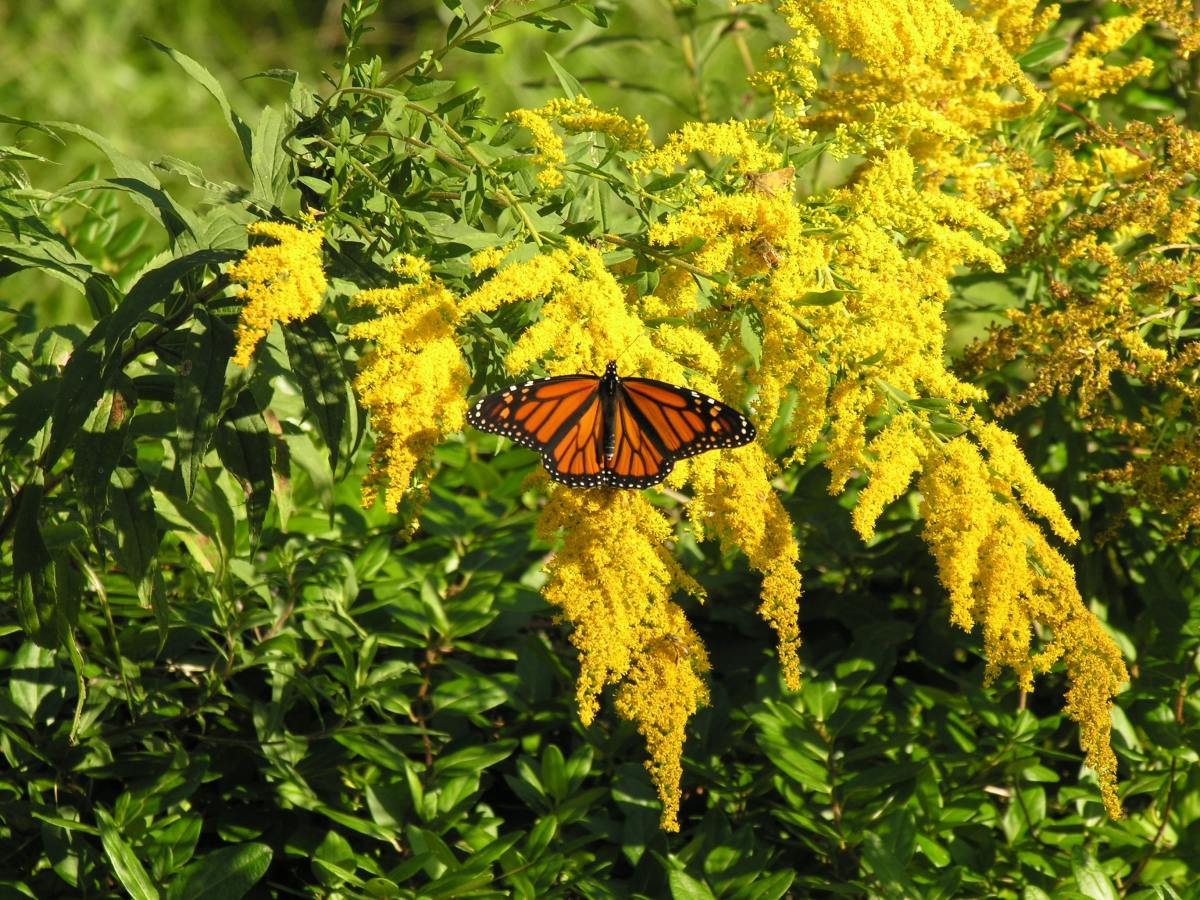 Monarchs love the nectar goldenrod produces.