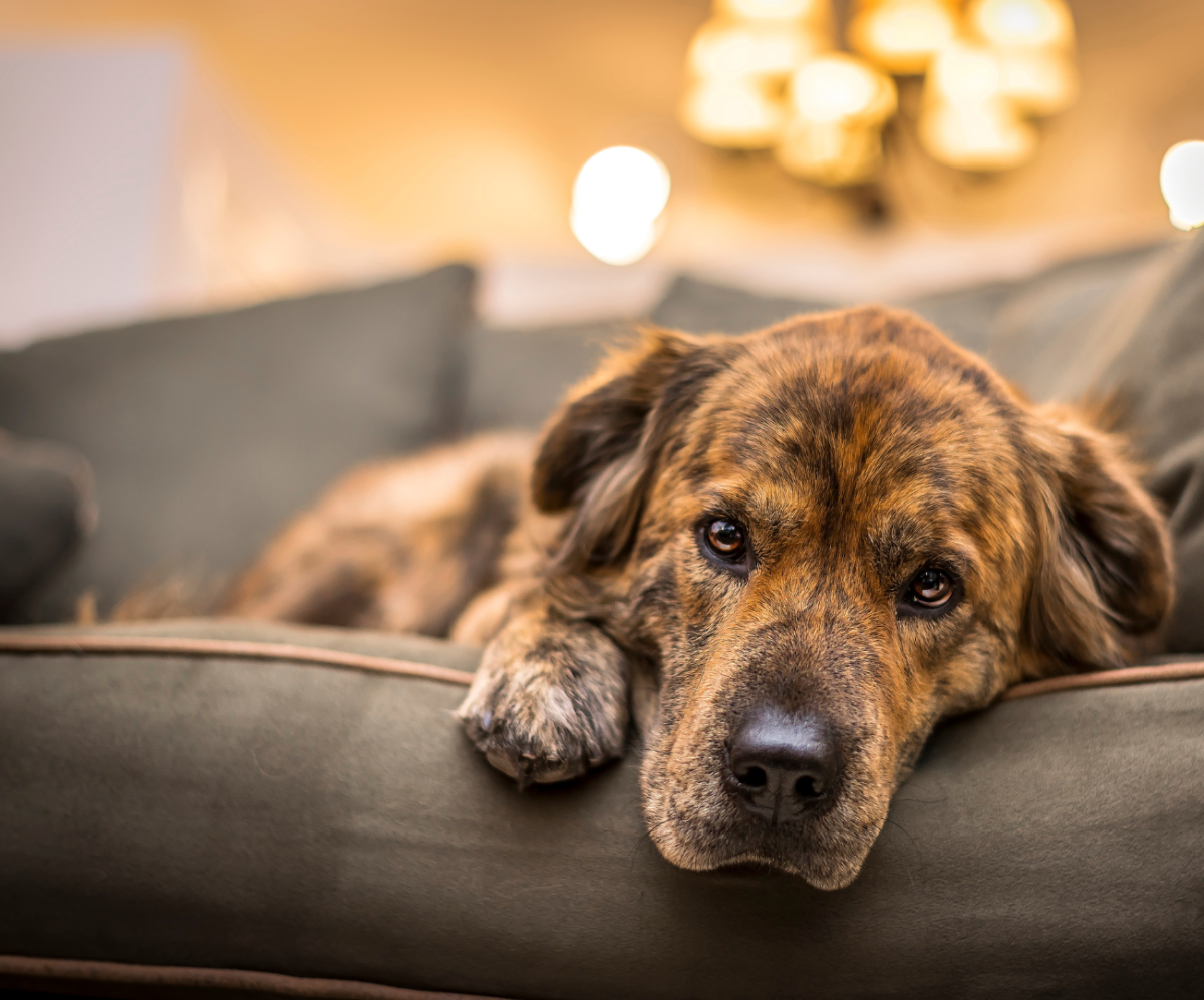 Ursodiol for Dogs and Cats : Uses, Side Effects, and Dosage