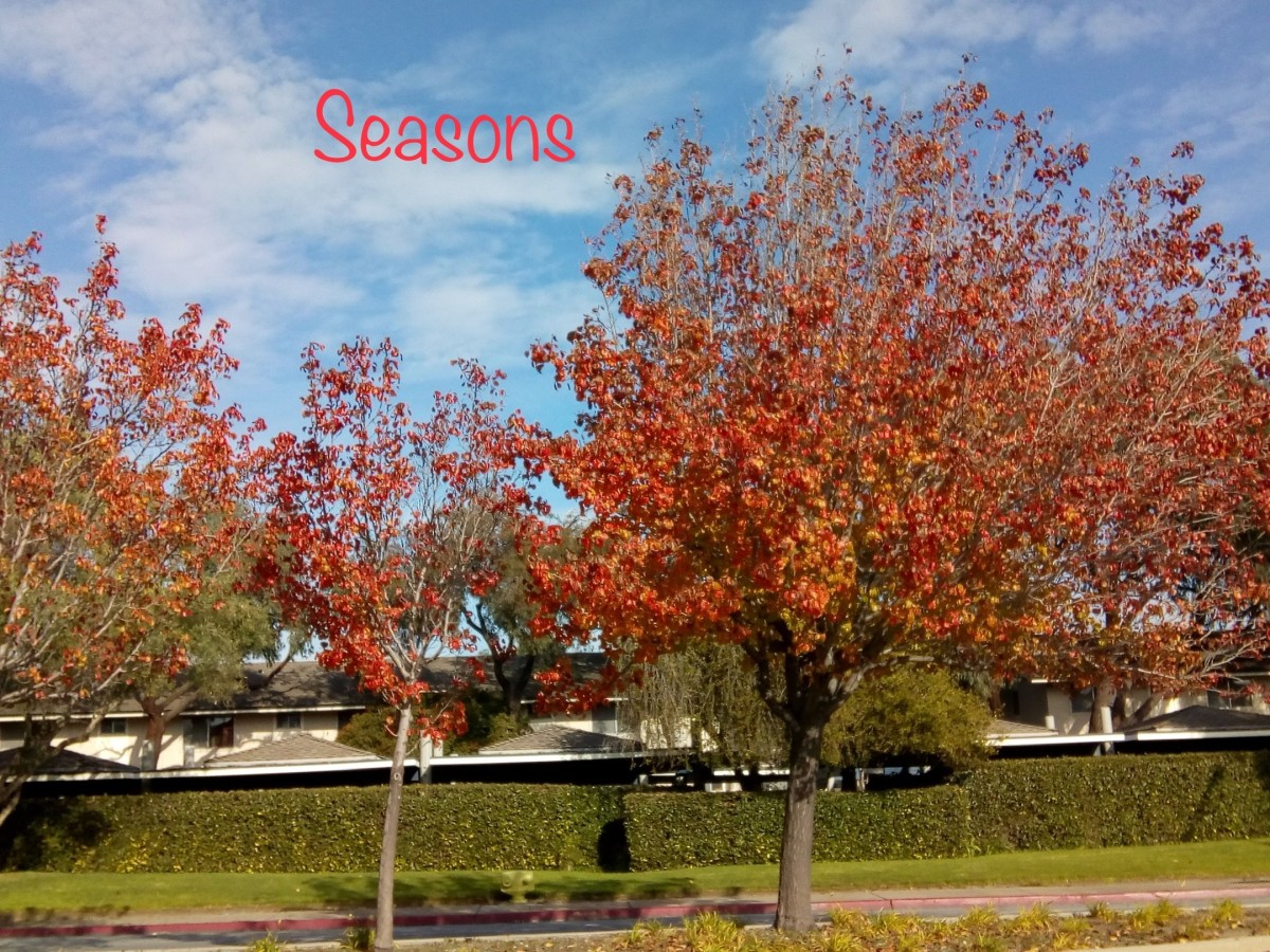 We, and the Seasons: Poem