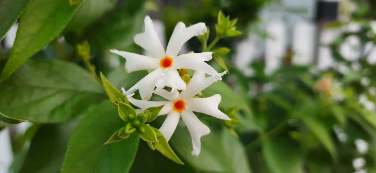 Parijat or the Night Jasmine— A Seasonal Flower 