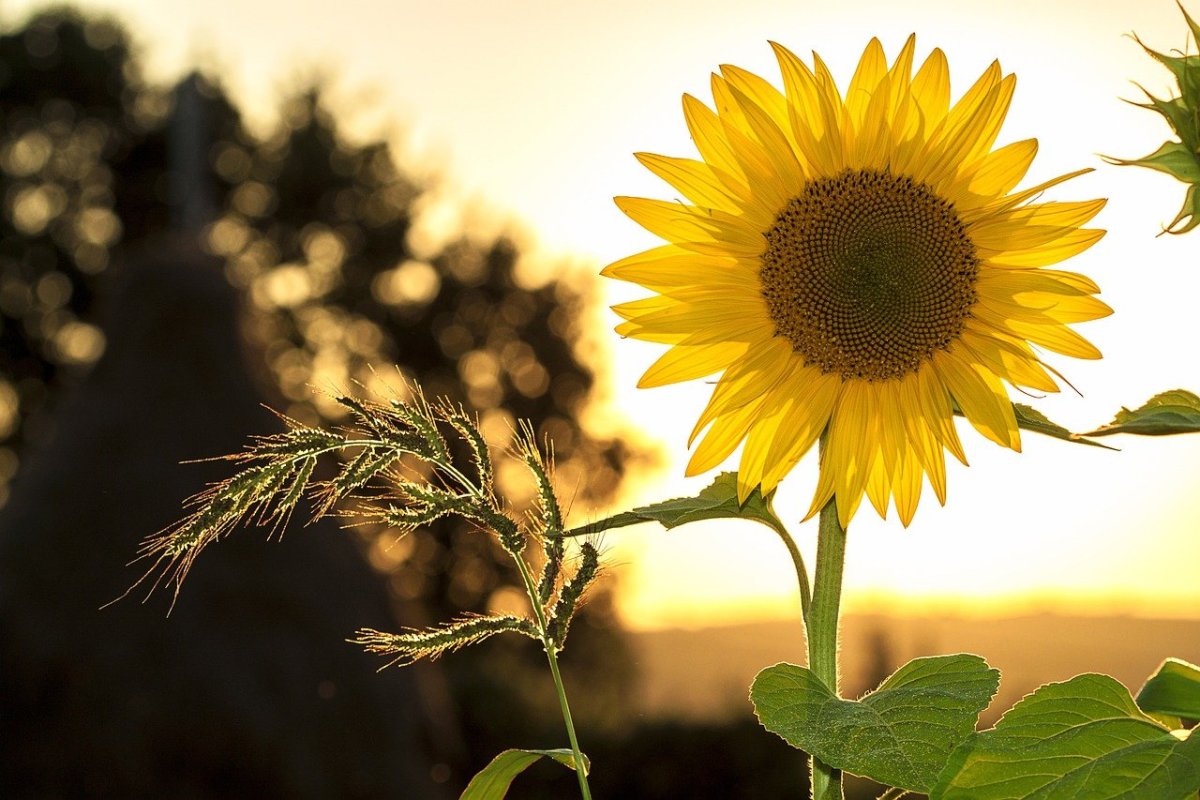 Sunflowers mark the warmth of summertime.