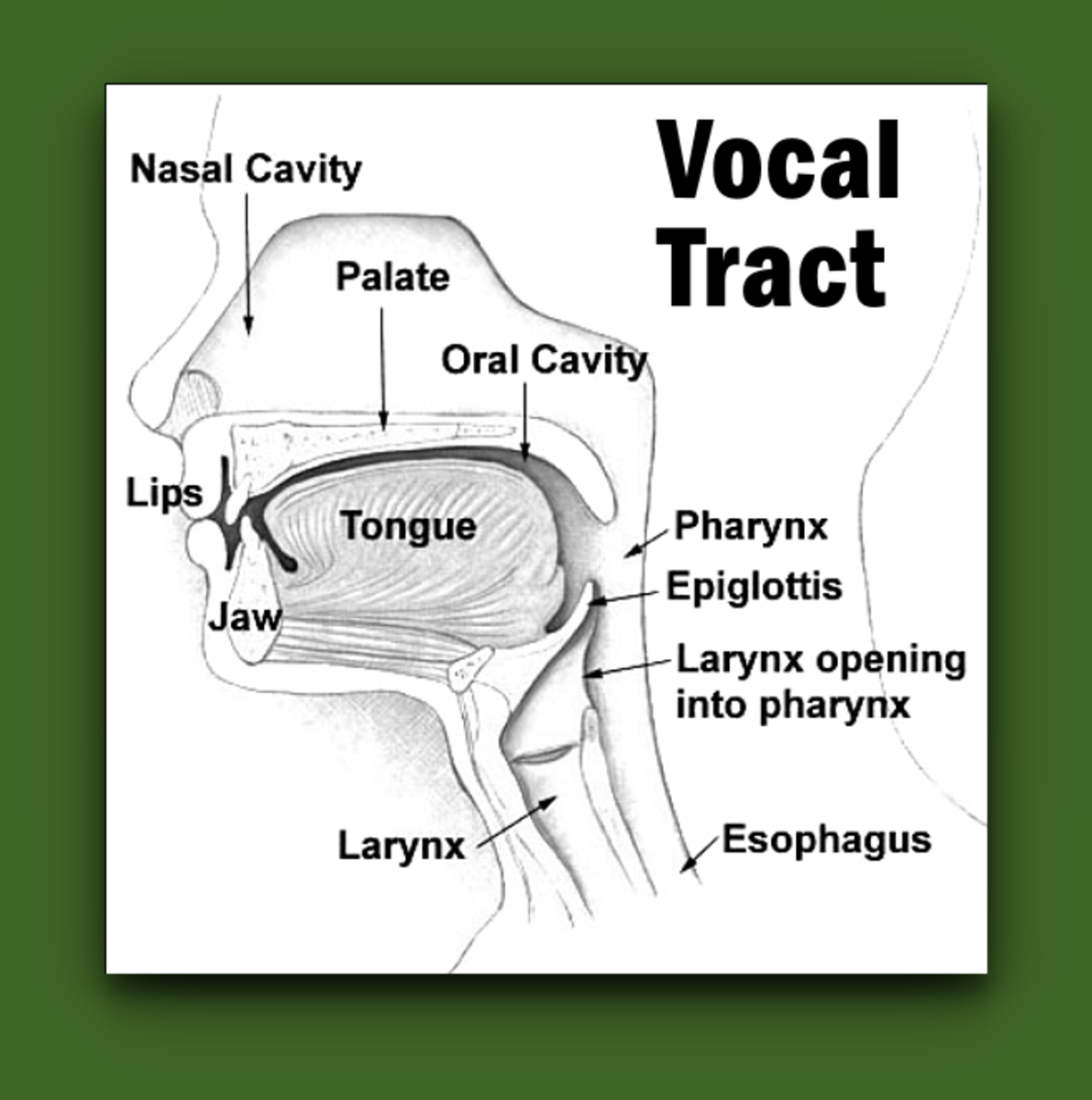 Diagram of the Vocal Tract