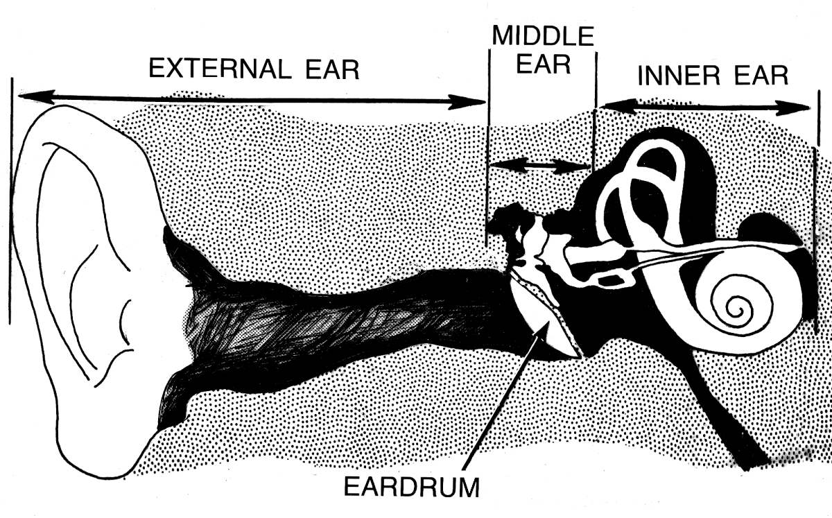 The architecture of your ear canal is unique, and it's why your voice sounds different on recordings from how you experience it naturally.