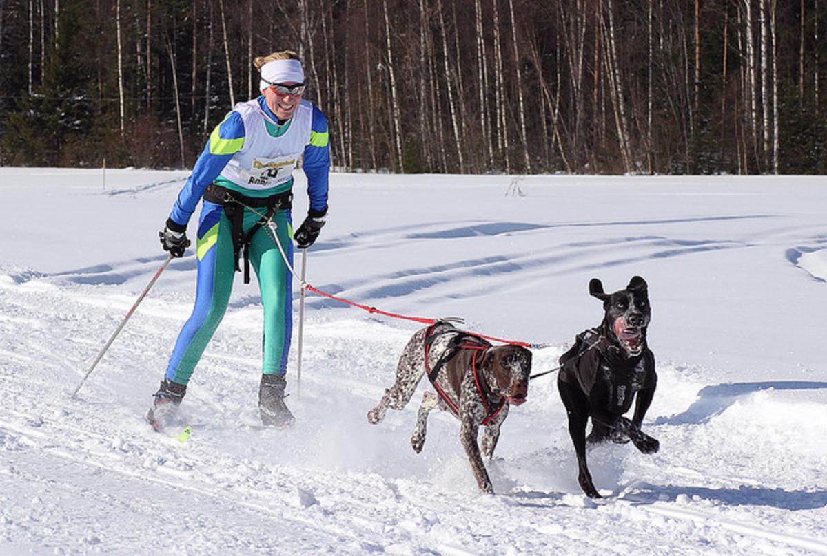 Dog Sports And Dog Running: Skijoring, Bikejoring And Dog Scootering