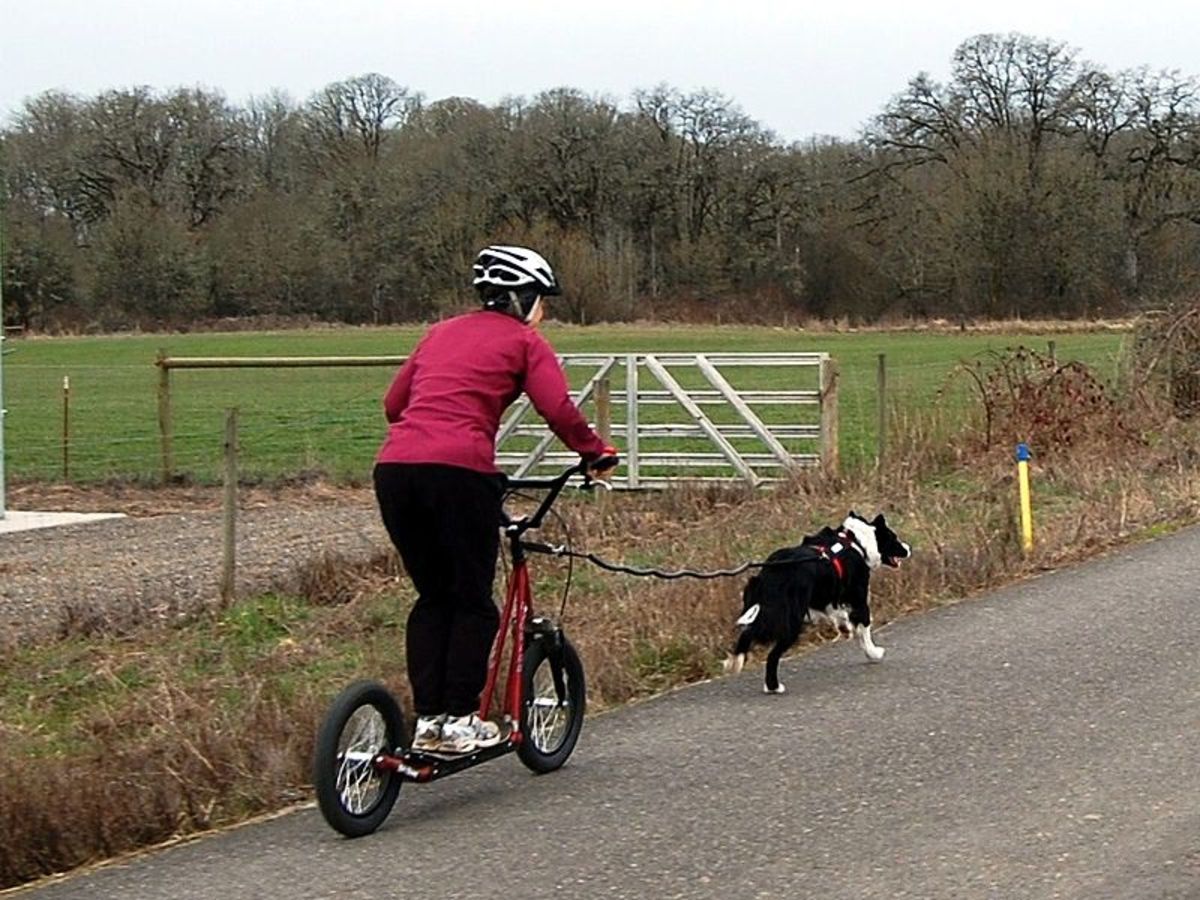 dog-sports-and-dog-running-skijoring-bikejoring-and-scootering-with-best-youtube-videos