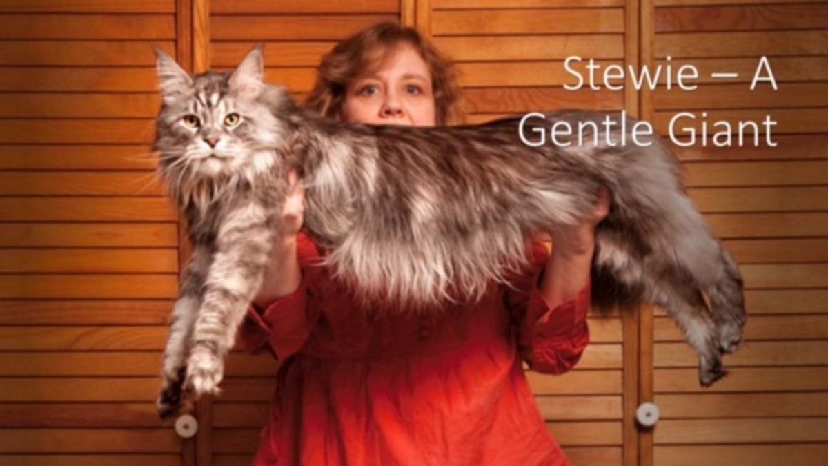 10 of the Most Famous Cats in History PetHelpful