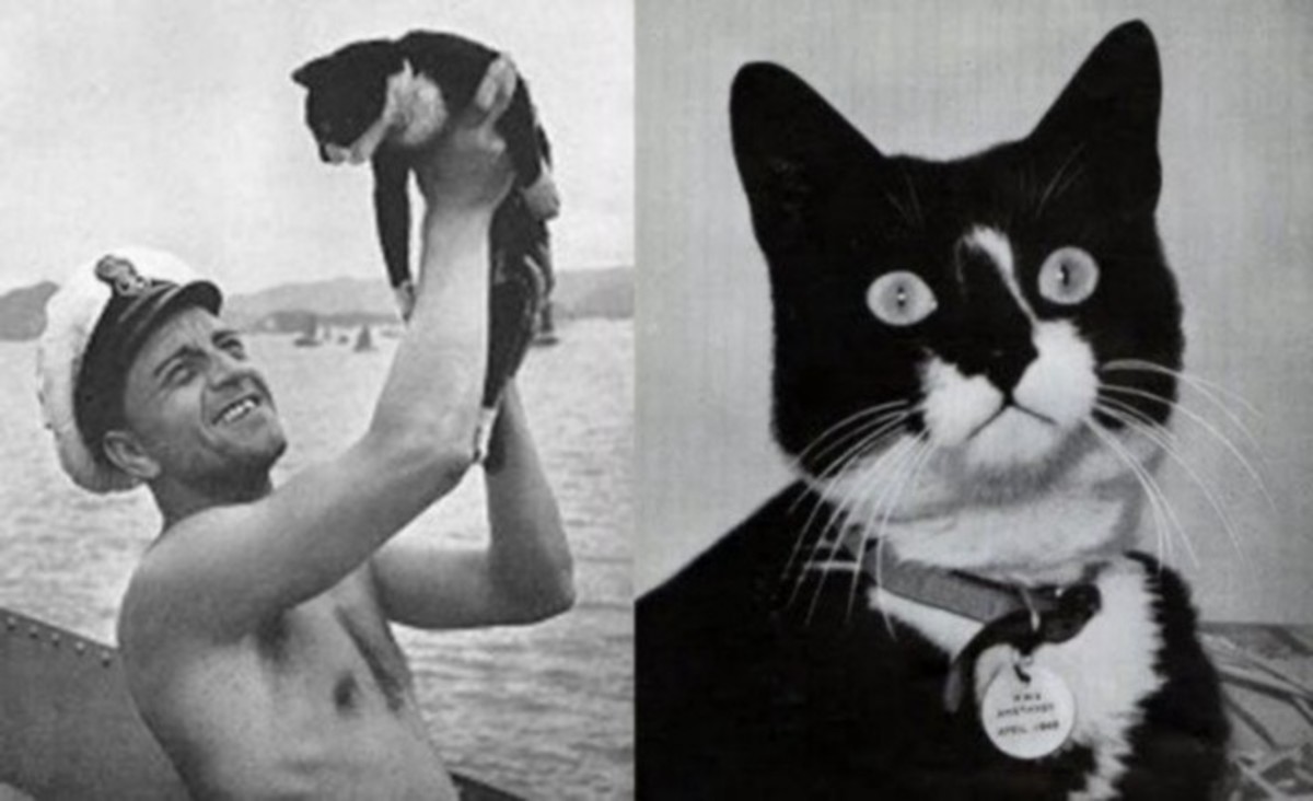 10 of the Most Famous Cats in History - PetHelpful