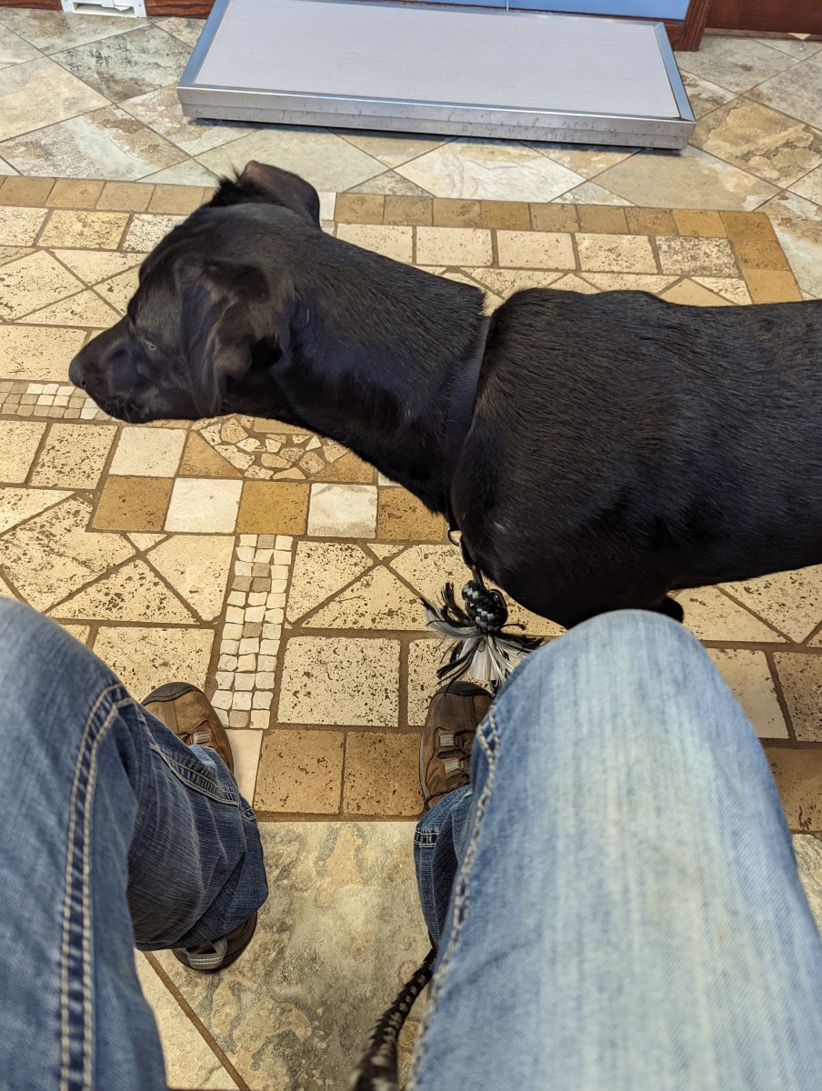Vet Visit for My Labrador Retriever HubPages