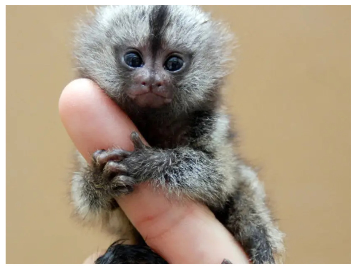 The poster Pygmy Marmoset for CFT